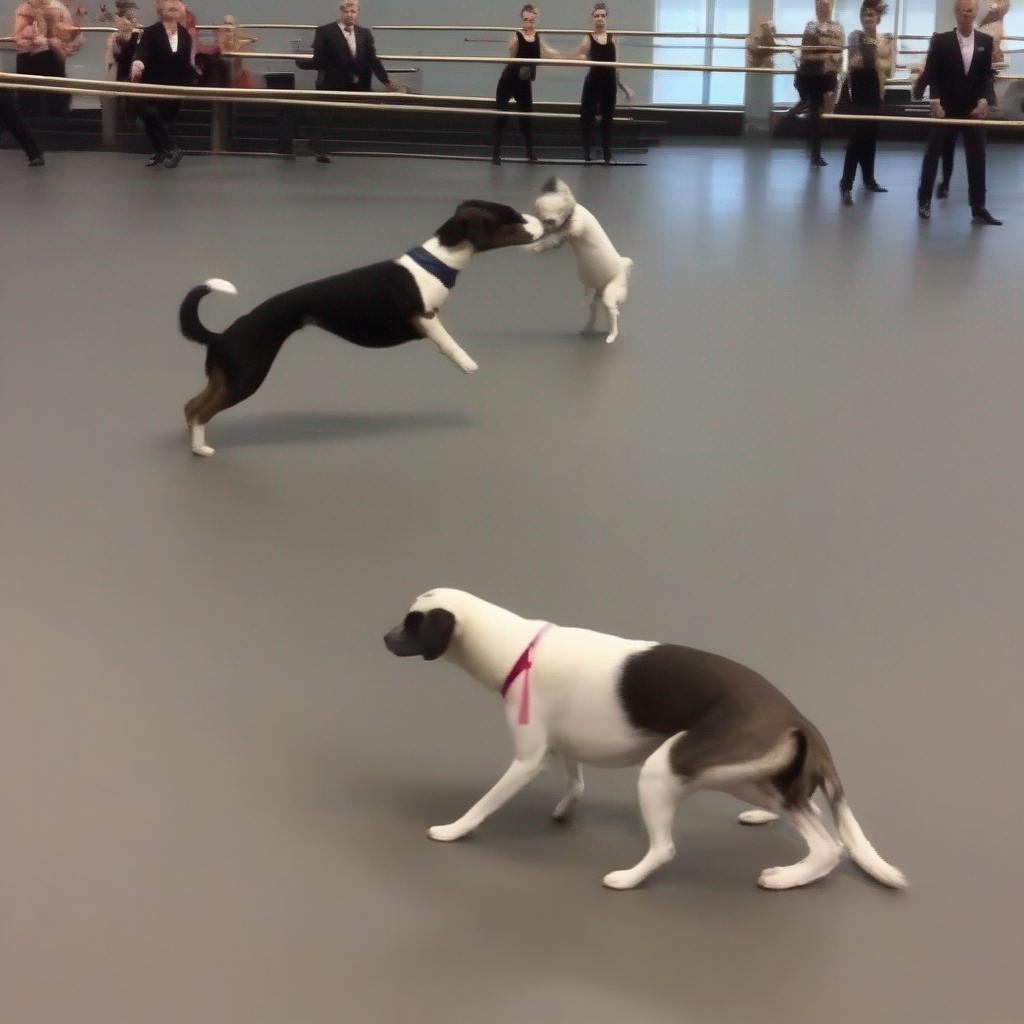 Ballet Dancing Dogs: New Olympic Sport?